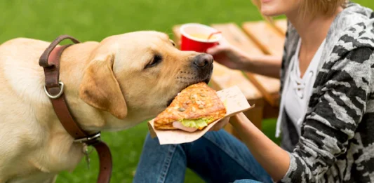 Transforme a alimentação do seu cão com receitas de comida natural para pets!