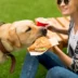 Transforme a alimentação do seu cão com receitas de comida natural para pets!