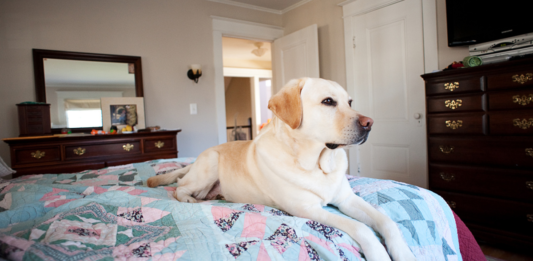 Hotéis cuidadores e serviços para cachorro: tudo pelo celular